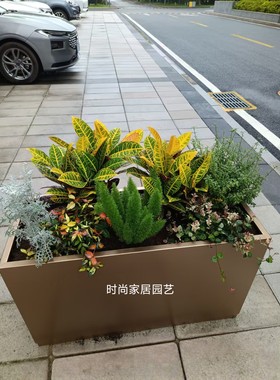 户外花箱植物组合 花箱绿植 变叶木 狐尾天门冬 六月雪花叶络石