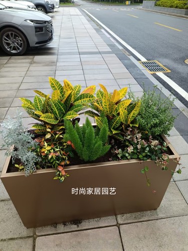 户外花箱植物组合 花箱绿植 变叶木 狐尾天门冬 六月雪花叶络石