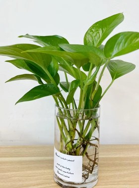 水养桌面吸收甲醛绿植防辐射