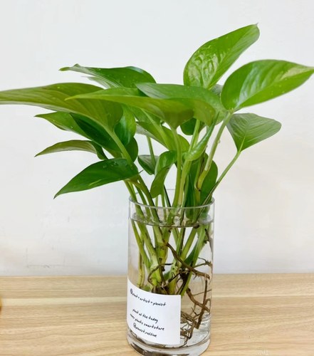 水养桌面吸收甲醛绿植防辐射