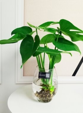 水养桌面耐寒四季常青绿色植物