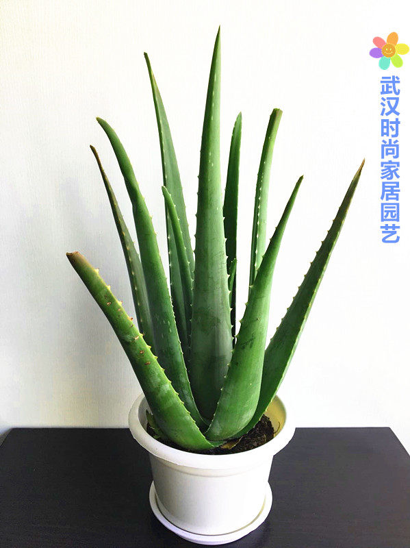库拉索芦荟盆栽 芦荟苗 净化空气 秋冬补水保湿 美容护肤包邮