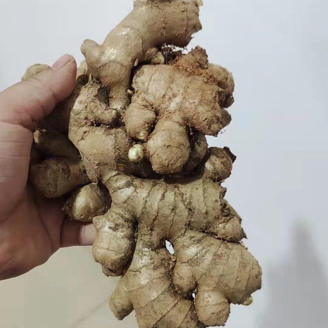 福建闽南永春生姜黄姜5斤