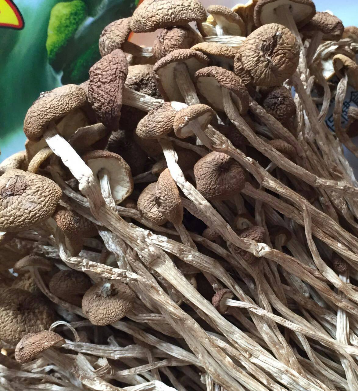 新货土特产福建宁德茶树菇 古田深山不开伞茶树菇食用菌500g