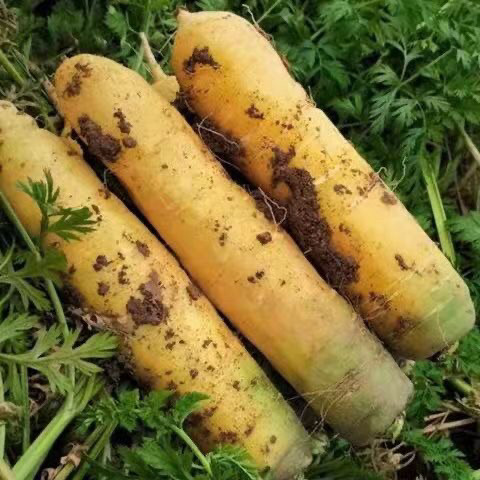 山西黄胡萝卜水果黄萝卜清甜宝宝辅食带泥发货现挖现发大小混发,水产肉类/新鲜蔬果/熟食,萝卜/胡萝卜,淘宝优惠券,粉丝福利购,淘宝优惠卷