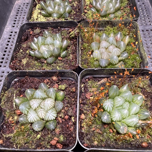姬玉露 满18包邮 55