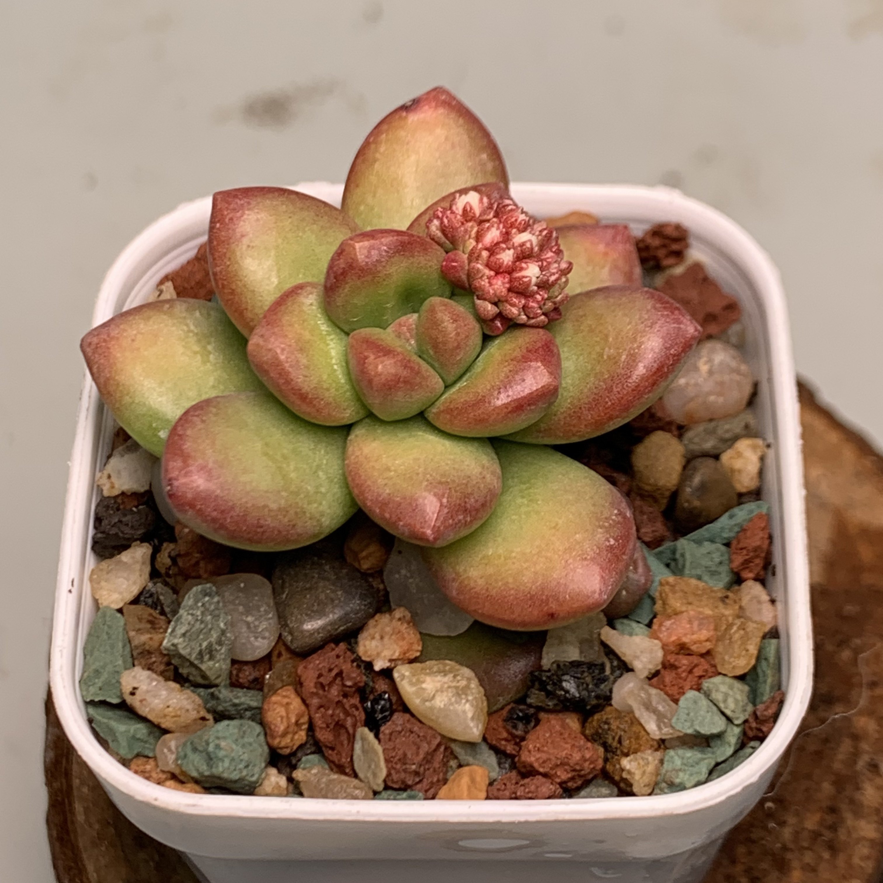 丸叶松绿  满9.9元发货  395