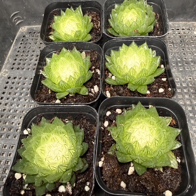 婴水晶 满18包邮 194