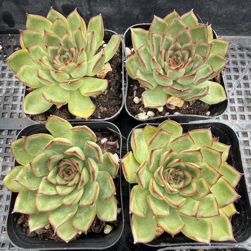 萤火虫 满18包邮 64