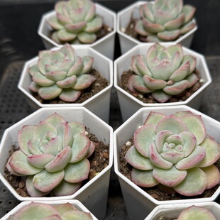 轰动  满18包邮 132