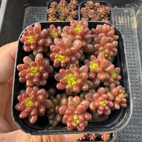 浆果 满18包邮 200