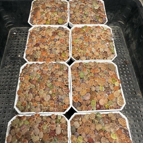 生石花 满18包邮 62