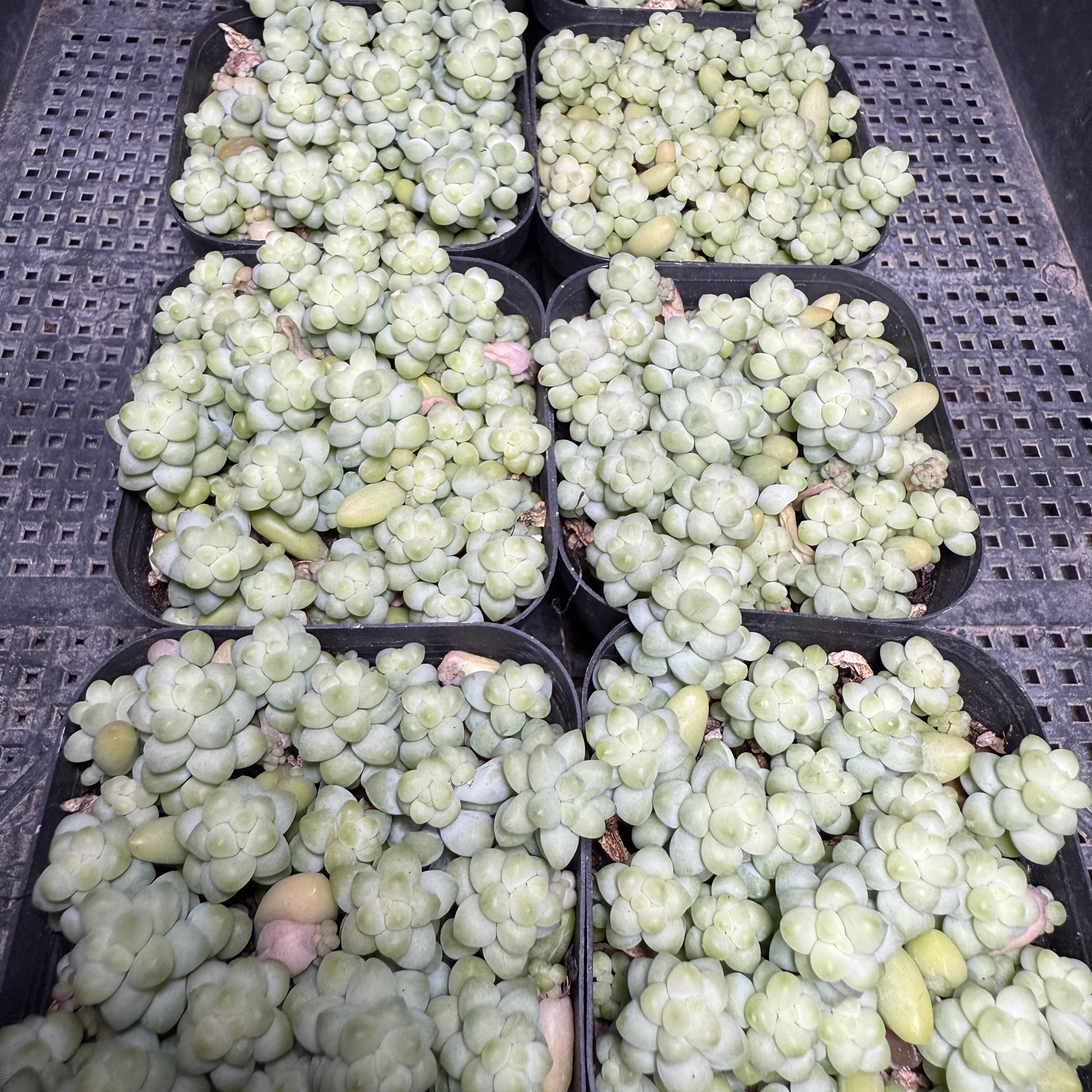 玉缀 满18包邮 130