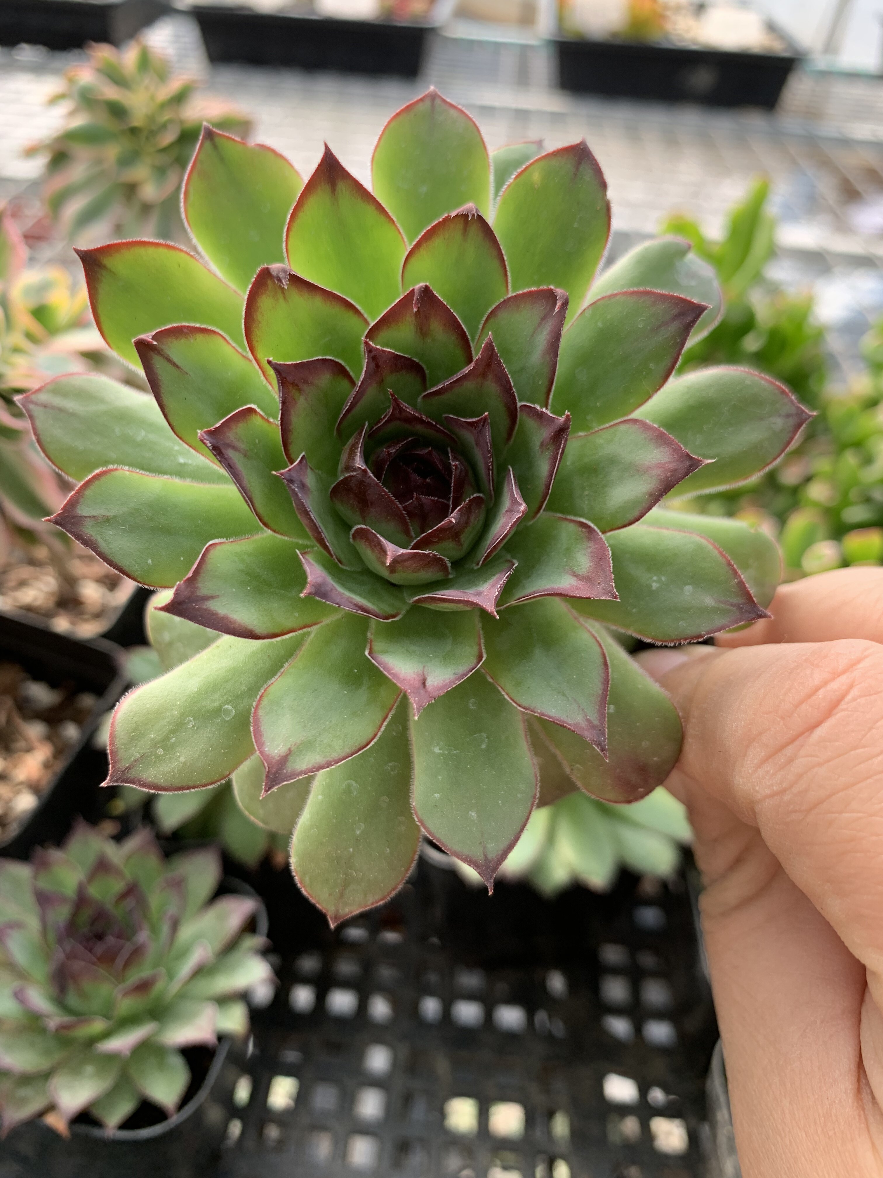 113观音莲   满18元发货