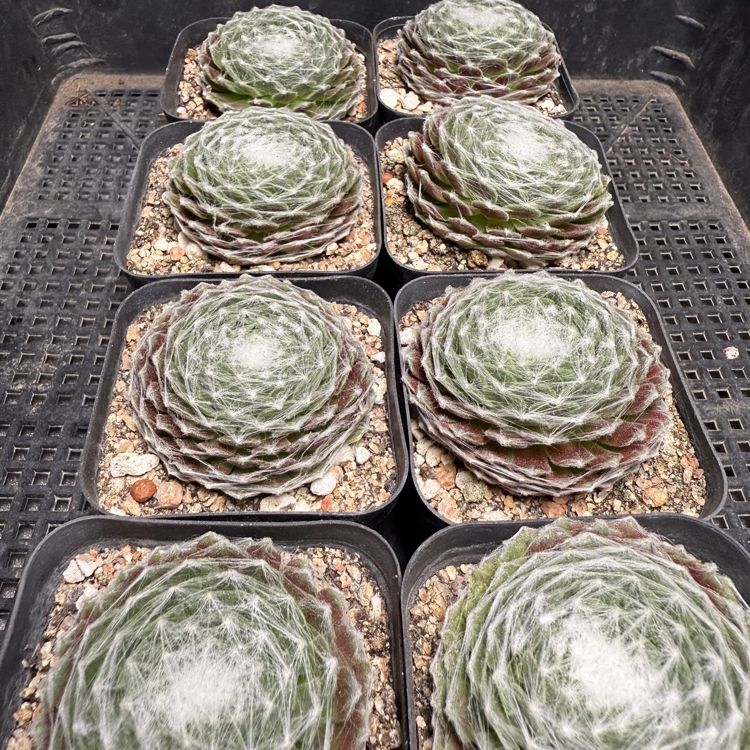 蛛丝卷 满18包邮 44