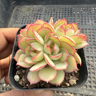 牡丹亭 满18包邮 133