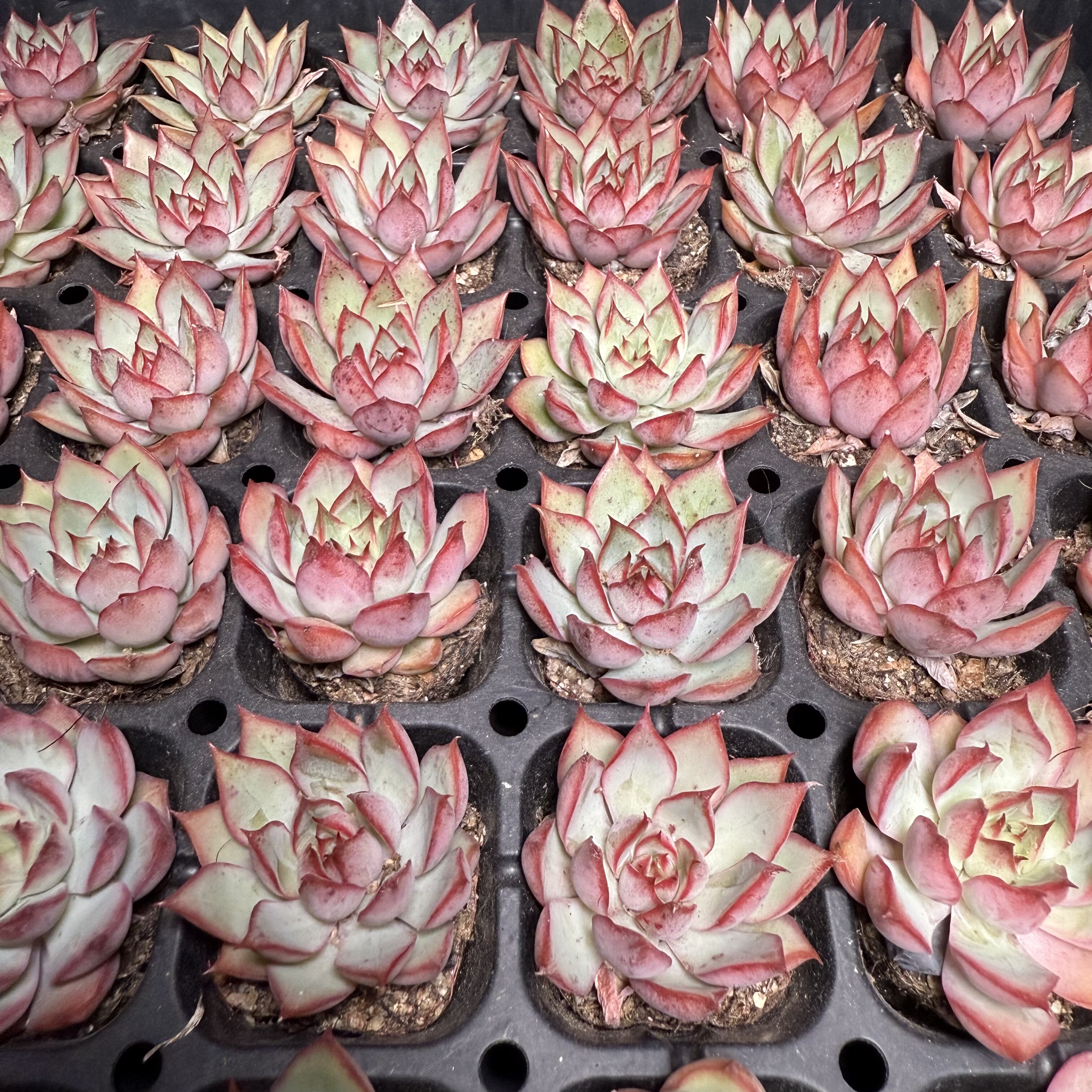 宝莲灯不带盆 满18包邮 112,鲜花速递/花卉仿真/绿植园艺,多肉植物,淘宝优惠券,粉丝福利购,淘宝优惠卷