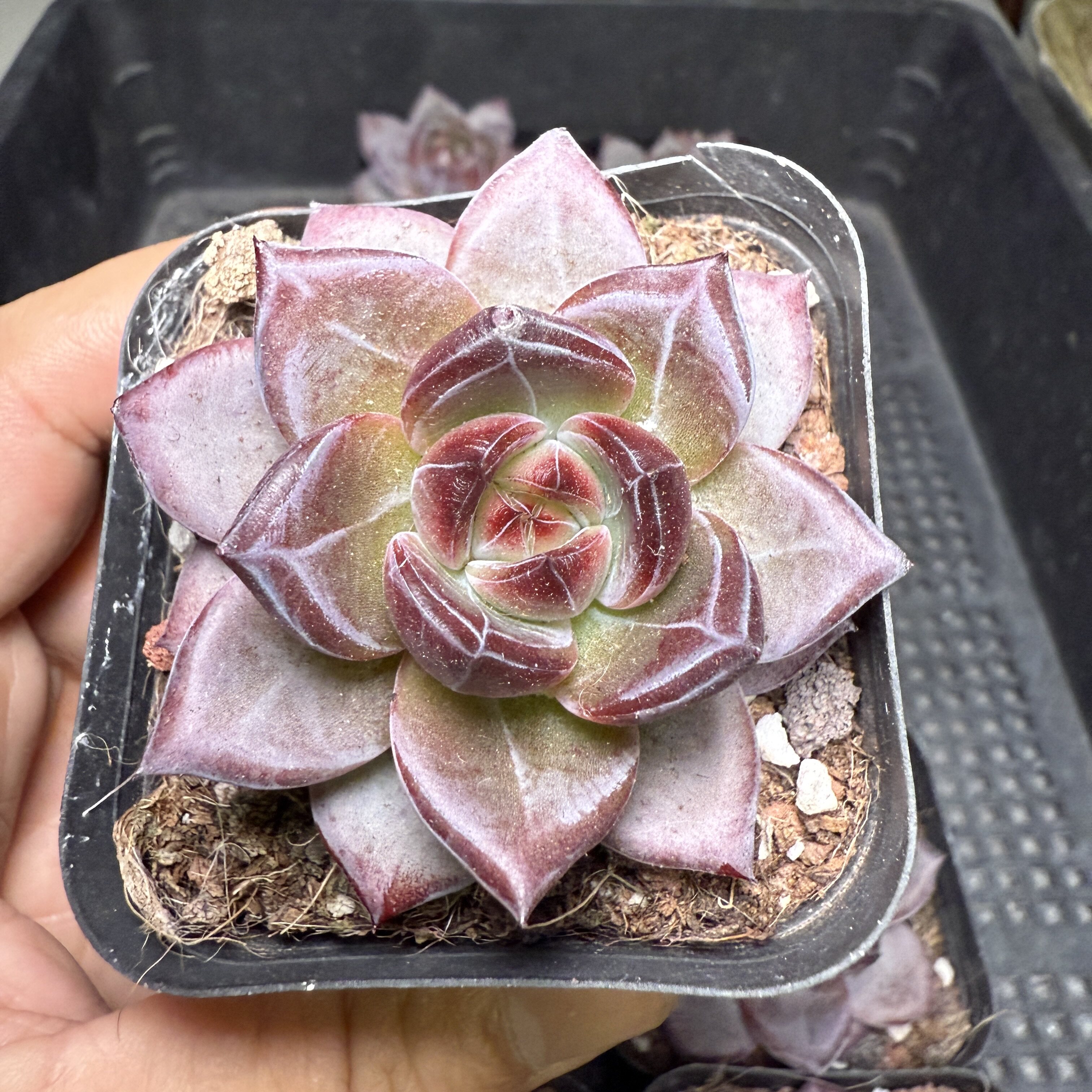 夜魔侠 满18包邮 181多肉植物