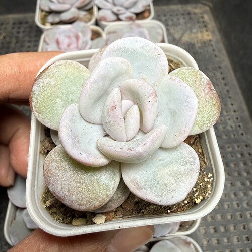 雪莲 满18包邮 28