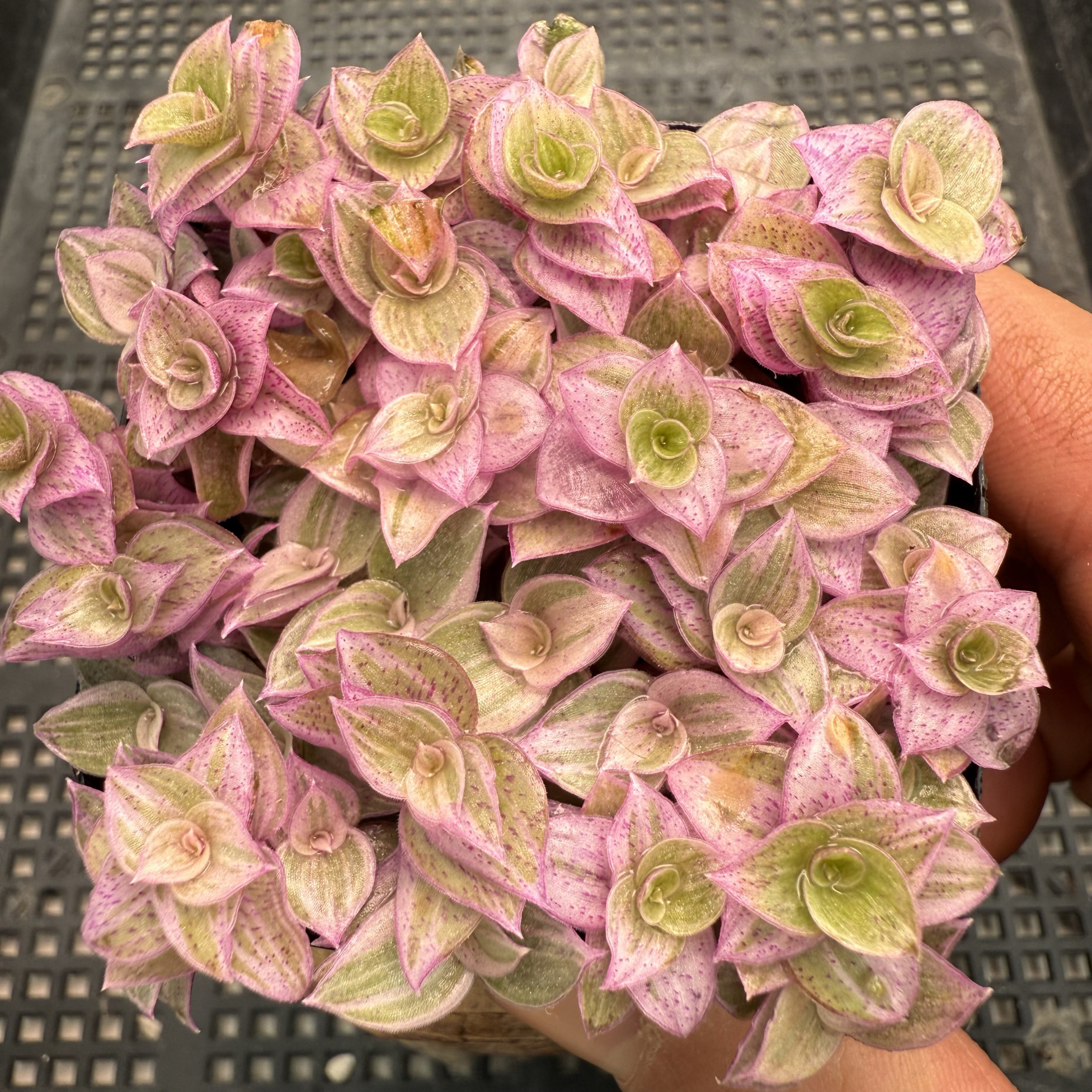 胭脂云 满18包邮 17多肉植物