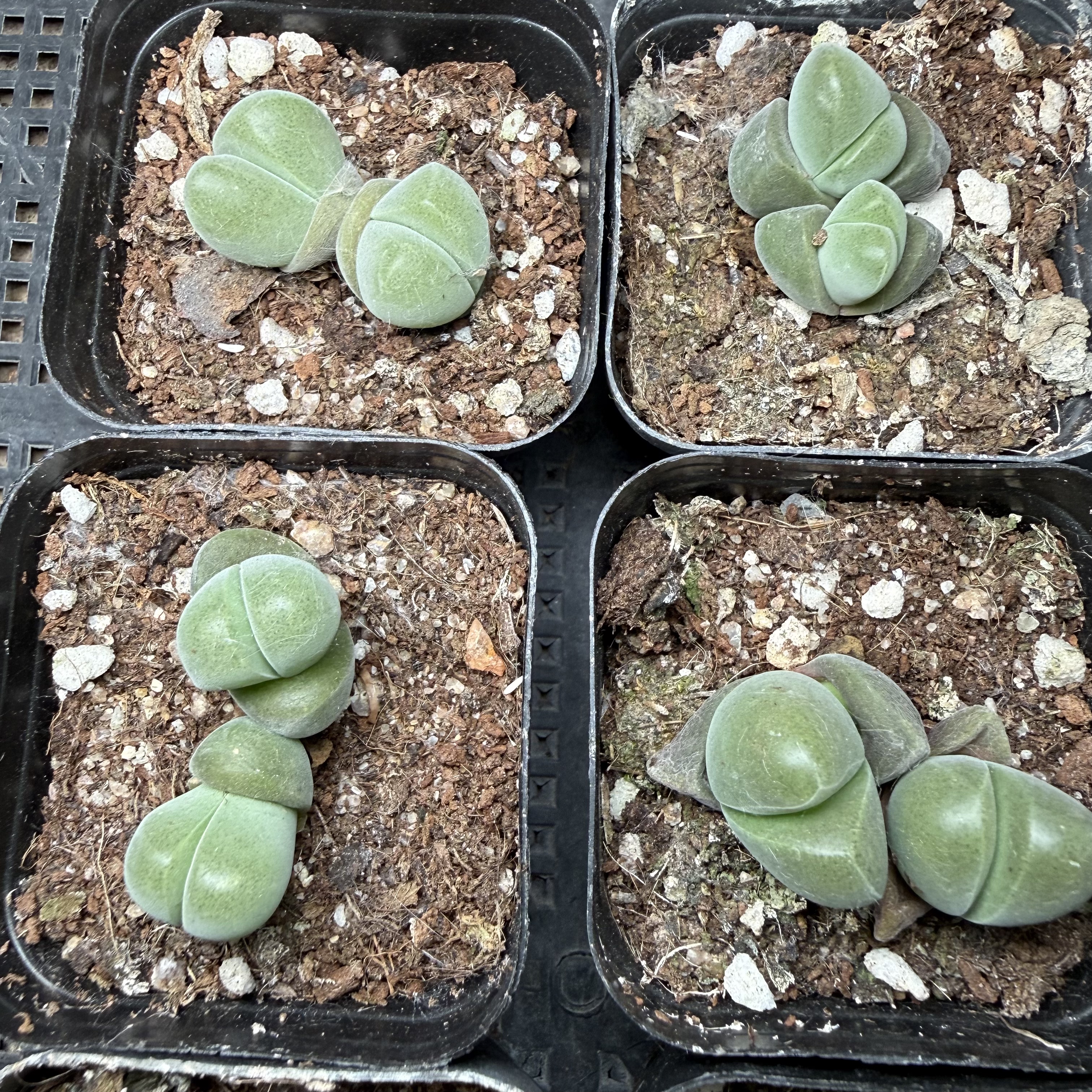 无比玉 满18包邮 206