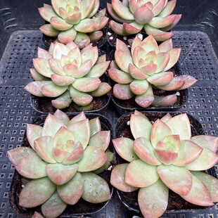 黄丽 满18包邮 75