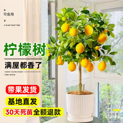 香水柠檬树盆栽带果可食用老桩树苗客厅阳台绿植物四季水果树果苗