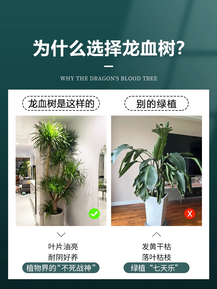 龙须树客厅绿植大型植物室内办公室造型盆景多头龙血树好养包成活