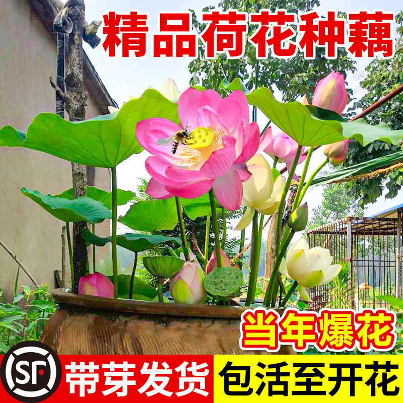 观赏荷花藕种盆栽水养花卉缸栽莲花莲藕苗睡莲碗莲鱼池塘水生植物