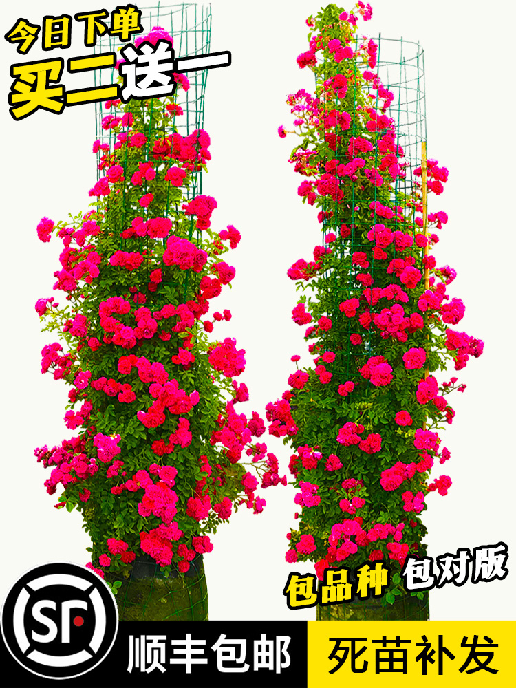 木香花苗四季甜蜜红木香爬藤爬墙庭院植物红白黄木香四季开花浓香