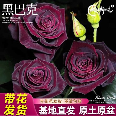 多色玫瑰花盆栽带苞室内卉