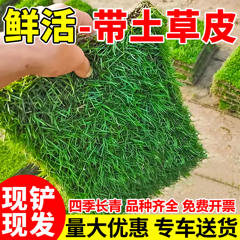 草皮草坪带泥土绿化四季别墅花园