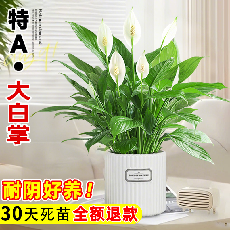 一帆风顺白掌盆栽办公室内绿植
