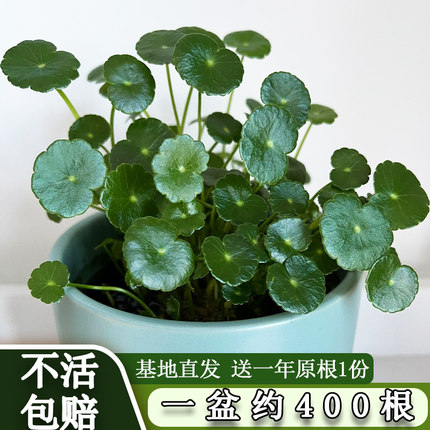 铜钱草水培盆栽带叶植物室内小绿植四季常青水养金钱草籽好养易活