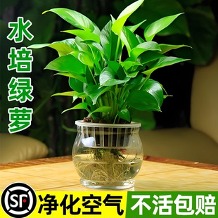 绿萝盆栽室内客厅绿植花卉家用净化空气绿箩植物室内外除甲醛吊兰