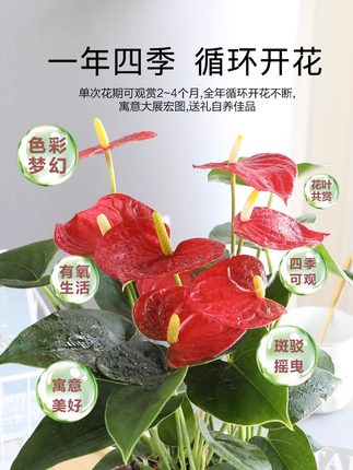 精品红掌盆栽带花室内客厅水培植物好养花卉一帆风顺白掌四季开花