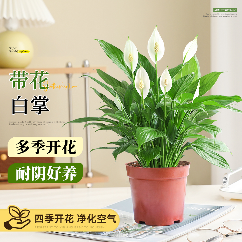 白掌盆栽一帆风顺绿萝花卉植物