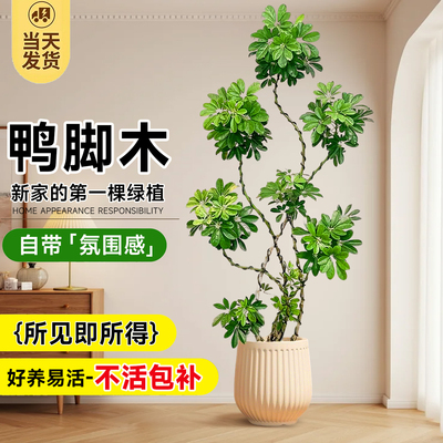 造型鸭脚木客厅大盆栽鸭掌木鹅掌
