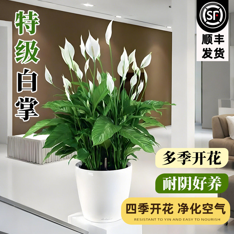 一帆风顺白掌盆栽办公室内绿植