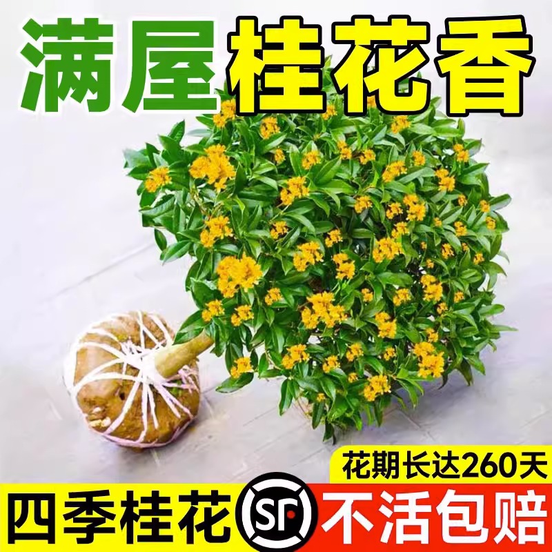 桂花树苗四季桂花盆栽八月桂金桂大树地栽开花浓香丹桂庭院好养活 鲜花速递/花卉仿真/绿植园艺 时令草本花卉 原图主图