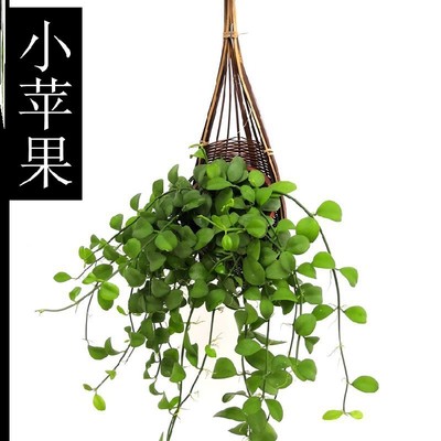 吊兰花盆2021新款垂钓型植物新品种垂吊室内盆栽好养常青藤钓兰