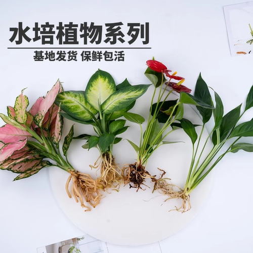 水培植物室内四季水生