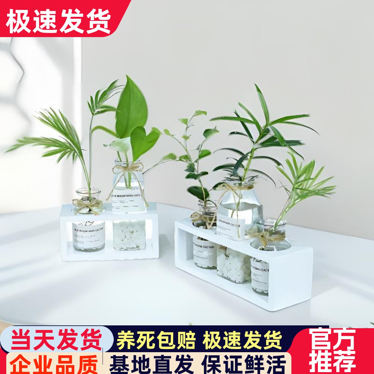 ins水培植物创意小清新室内