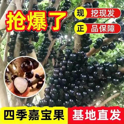 嘉宝果树苗南北方南北方果树