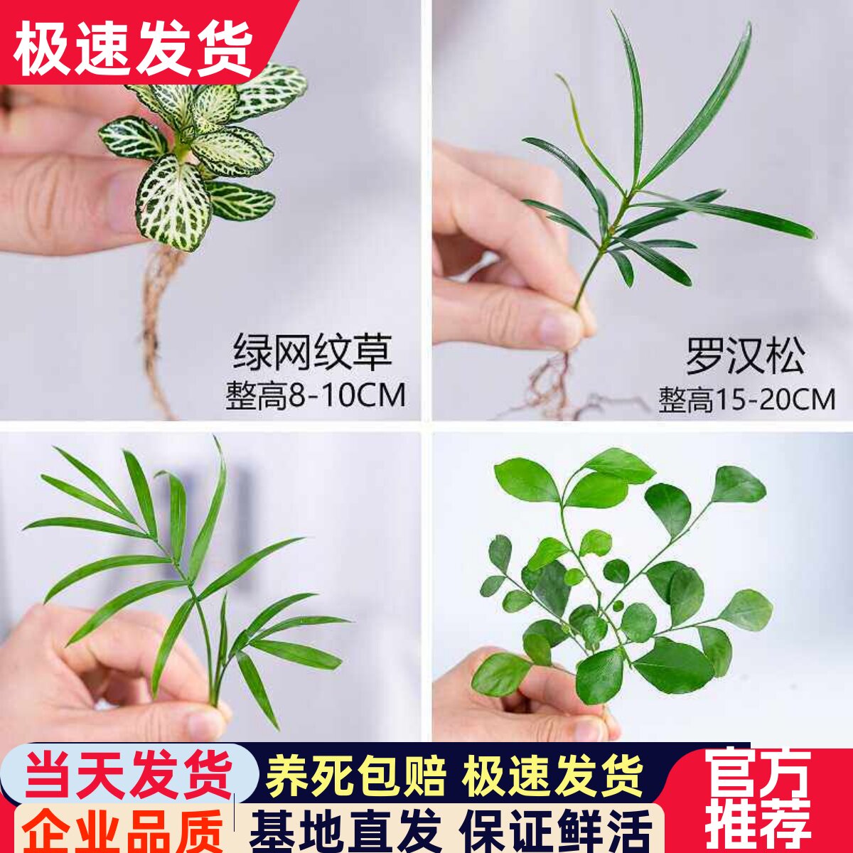 迷你小绿植罗汉松白掌红掌绿萝竹柏九里香网纹草盆栽水培植物小苗