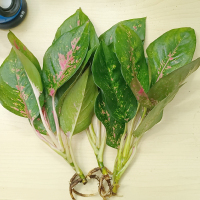 水培如意耐看植物室内绿植办公室桌面红四季碧绿园耐看免打理