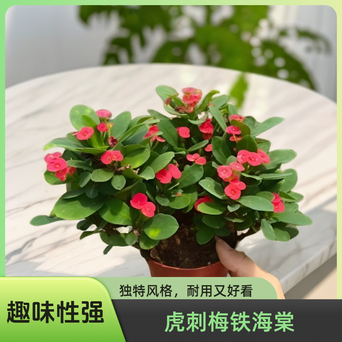 红黄色虎刺梅铁海棠花盆栽开花植物花卉室内花办公室阳台好养