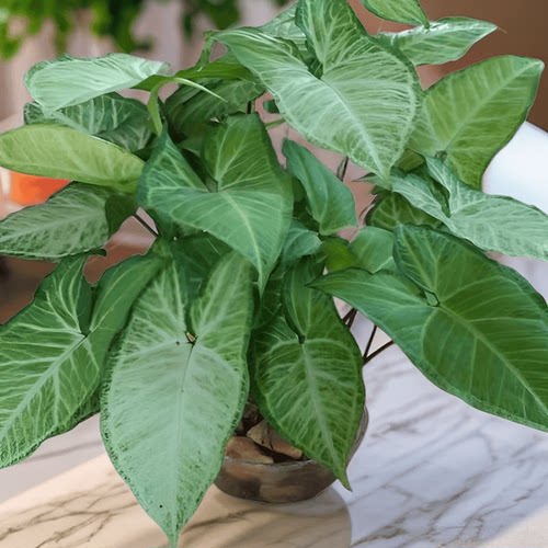 绿精灵合果芋净化空气室内植物