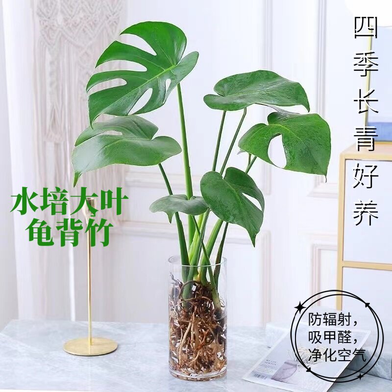 大叶龟背竹老桩水培植物盆栽办公室内绿植吸甲醛净化空气懒人好养