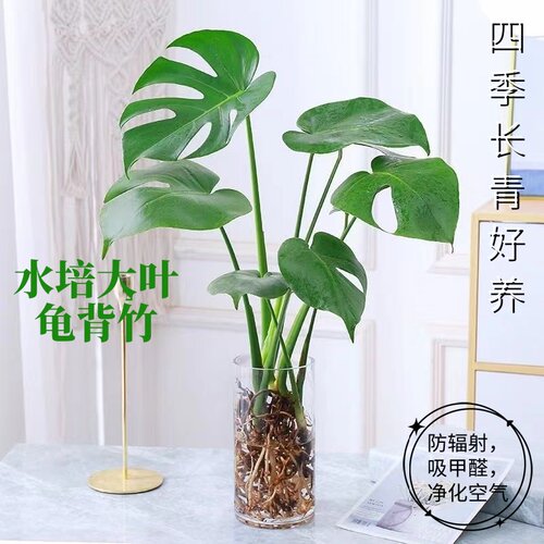 大叶龟背竹老桩水培植物盆栽办公室内绿植吸甲醛净化空气懒人好养